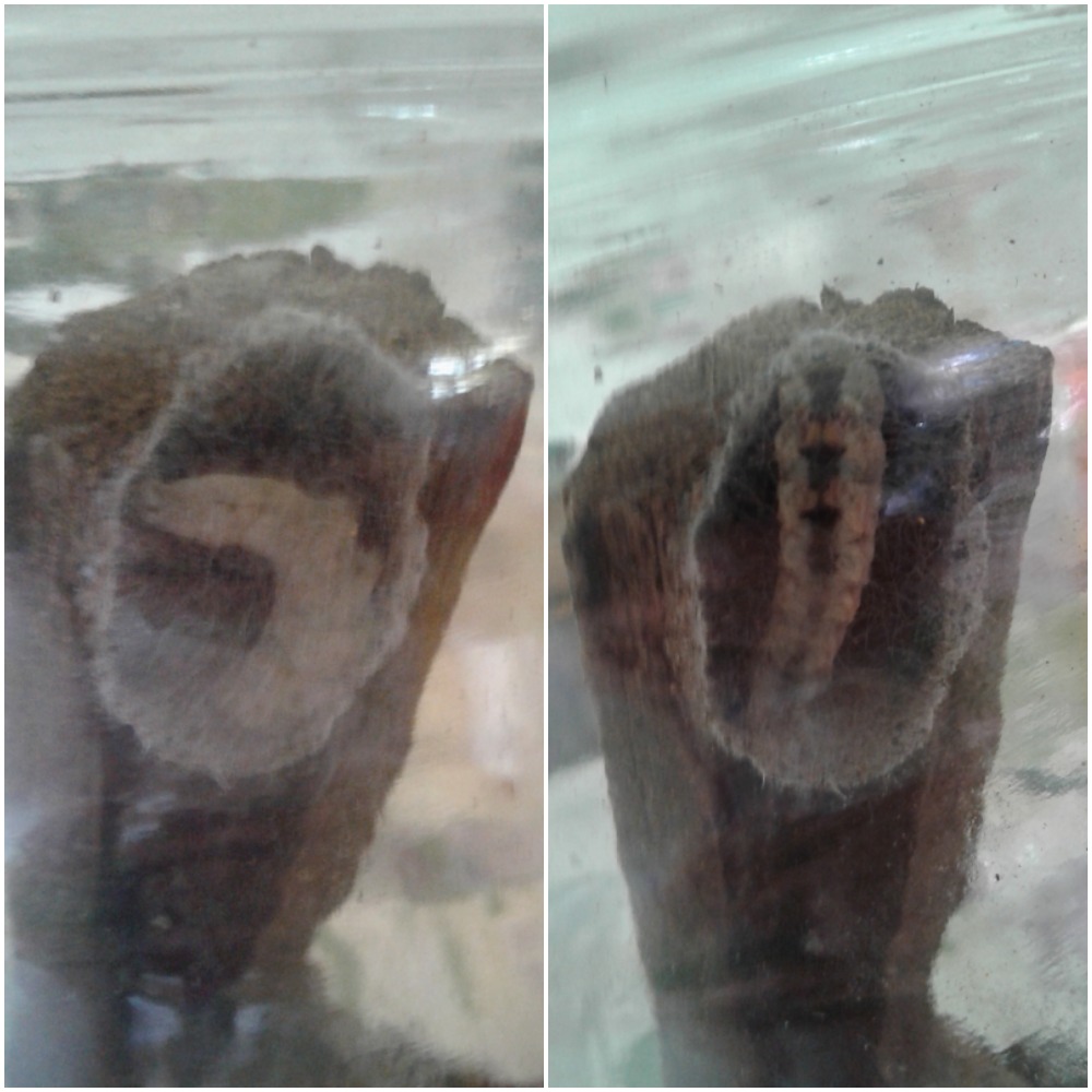 Dysgonia cfr. torrida (Erebidae)
